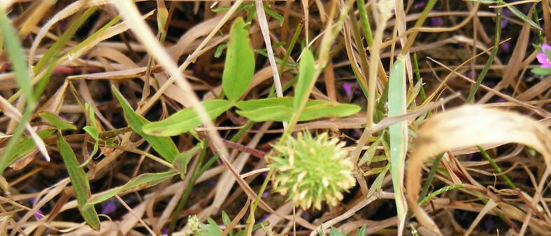 Trifolium panormitanum C. Presl,